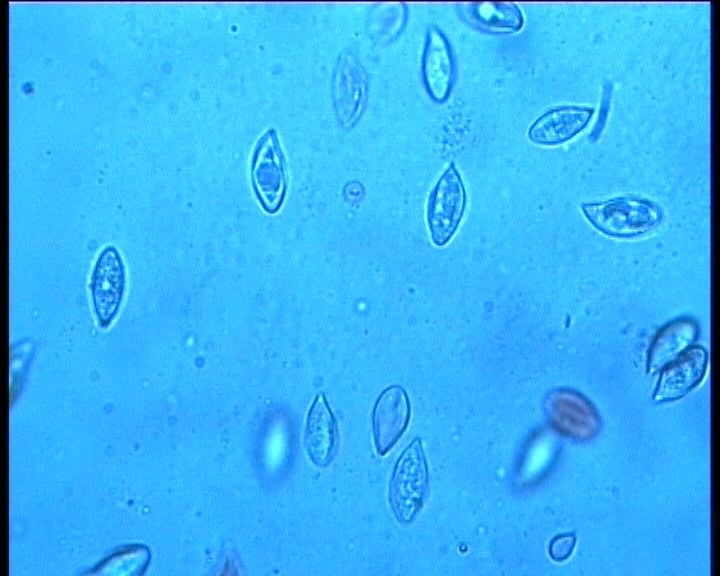 Clitopilus  cystidiatus       Hauskn. & Noordel.